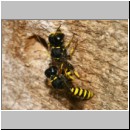 Ectemnius cavifrons oder ruficornis - Grabwespe serie10 05.jpg